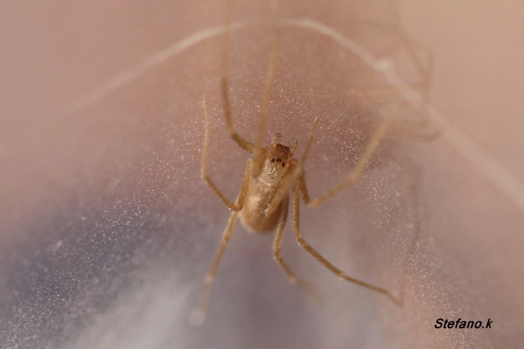 giovane Loxosceles rufescens - Trieste